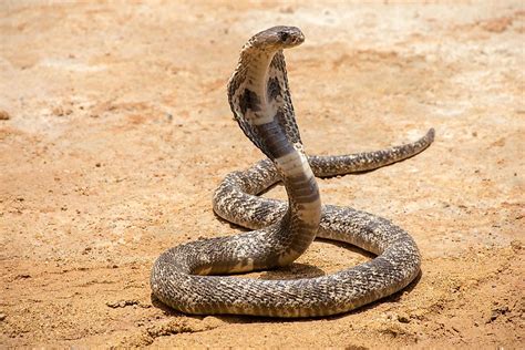 Pit Cobra Live .